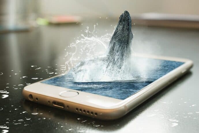 phone, whale, remix