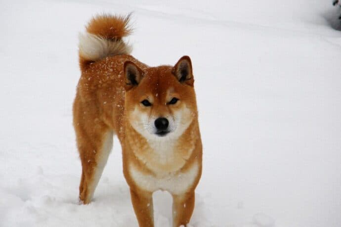 shiba, snow, winter